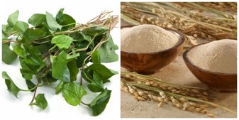 Cách trị mụn cám bẳng hỗn hợp bột cám gạo và rau diep